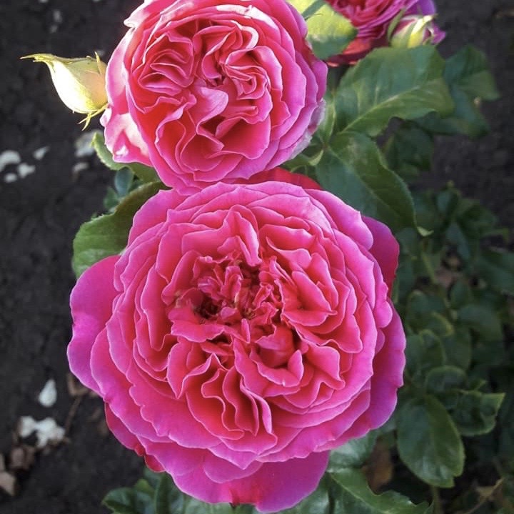 Кейт (Kate) в Владивостоке