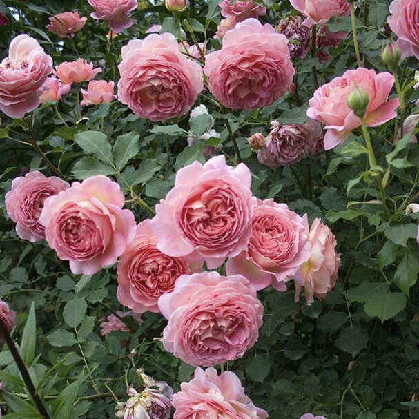 Джубили Селебрейшен  в Владивостоке