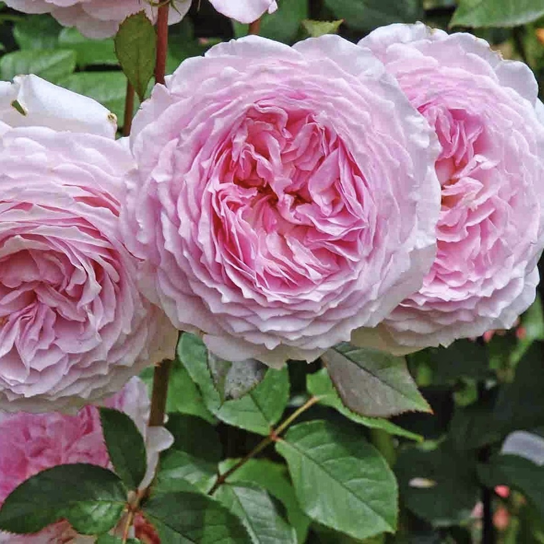 Джеймс Гэлвей в Владивостоке