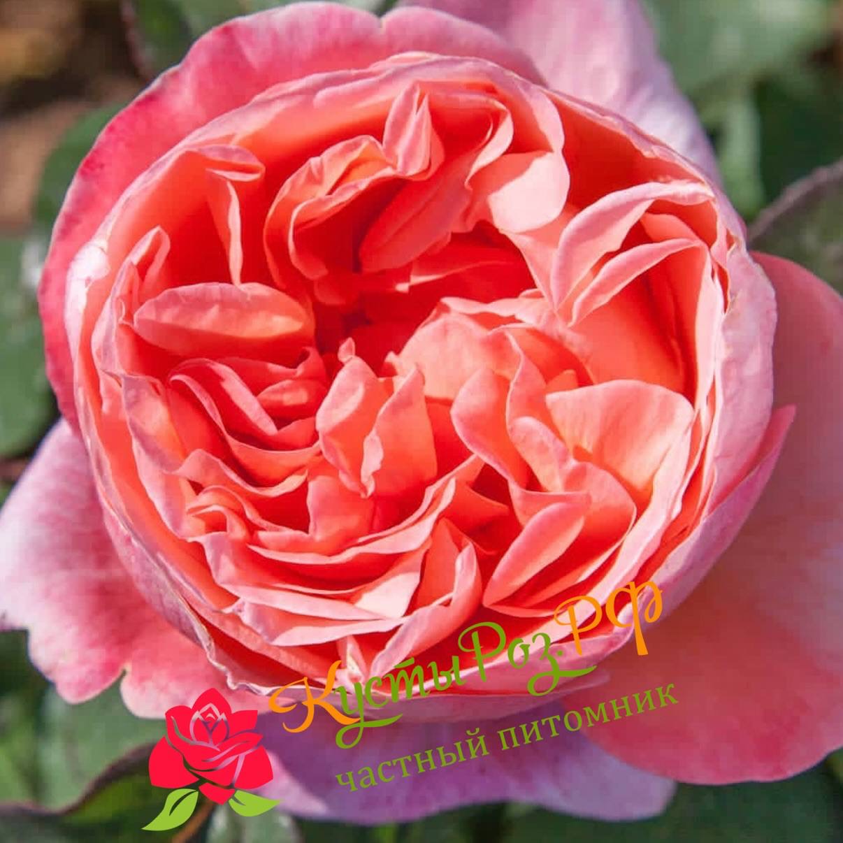 Мадмуазель Мейян (Mademoiselle Meilland) в Владивостоке