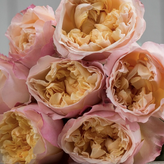 Эдит в Владивостоке