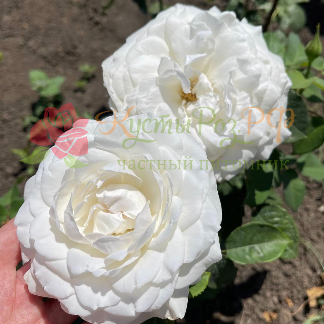 Принцесса Миюки в Владивостоке