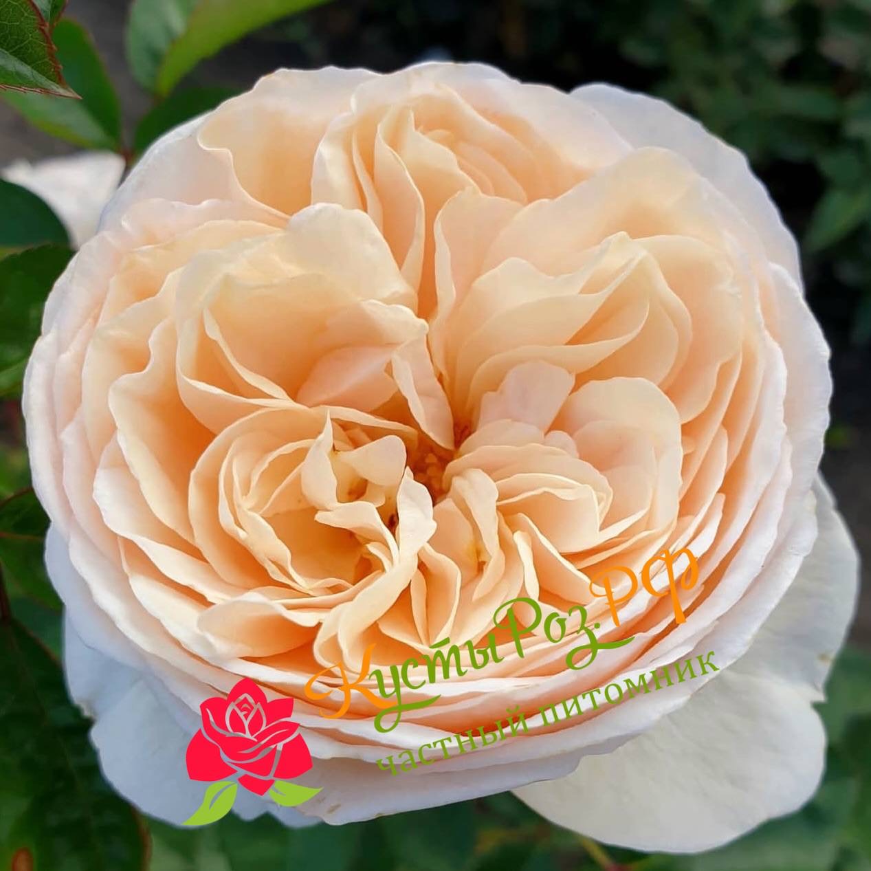 Эзра (Ezra) в Владивостоке