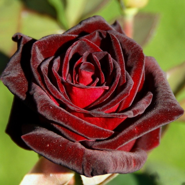 Блэк баккара (Black Baccara) в Владивостоке