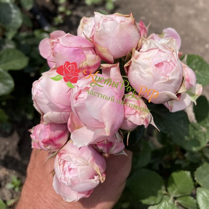 Сильва Пинк (SILVA PINK) в Владивостоке